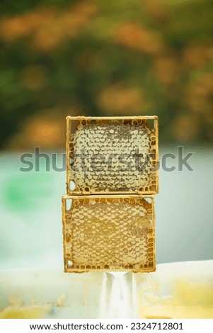 Two sealed frames of honey close-up on honey container, copy space, vertical background