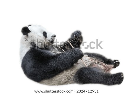 Giant Panda relaxing on its back and eating bamboo leaves, isolated on white background. The Giant Panda, Ailuropoda melanoleuca, is also known as panda bear, it's a bear native to south central China Royalty-Free Stock Photo #2324712931