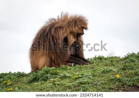 Adult Male Gelada Monkey Sitting on Grass