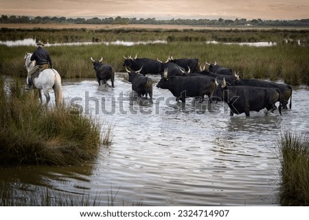 Cowboy carrying a long cattle prod near a herd of bulls, Camargue, France Royalty-Free Stock Photo #2324714907