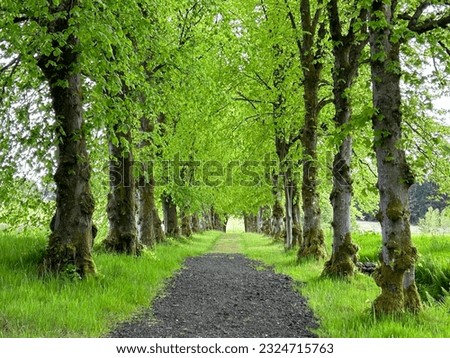 Beautiful tree-lined road in countryside of Scotland, UK