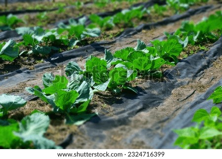 Green cabbage on vegetable garden bed. Stock Image 