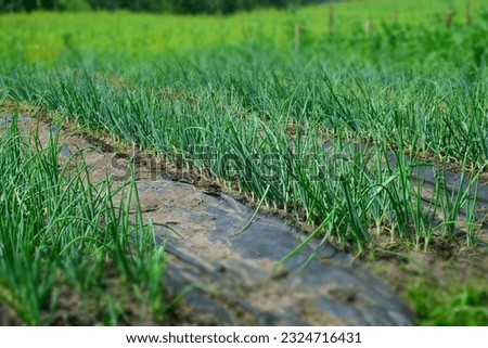 Green onions grow on a bed in the open ground in summer. Stock Photo
