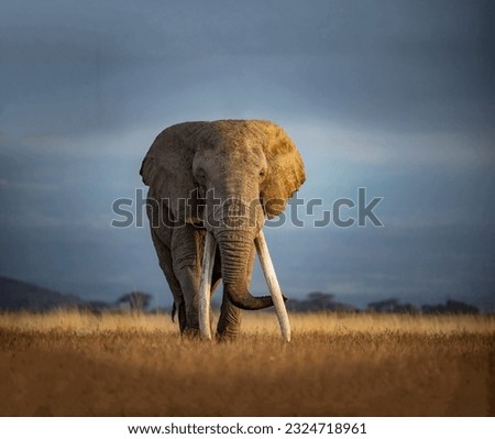 Magnificent huge elephant at dusk in the African savannah close-up Royalty-Free Stock Photo #2324718961
