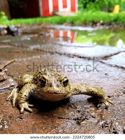 Close Up of Small toad in yard