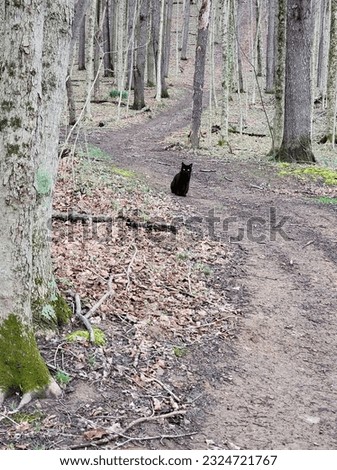 Curious black cat in the woods.