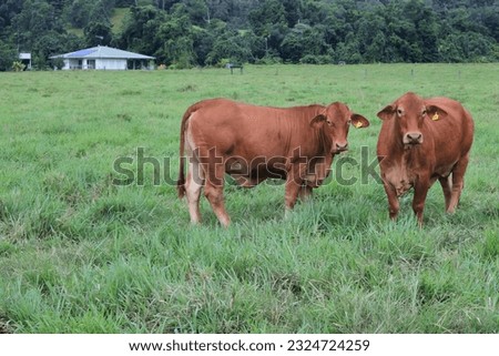 Australian beef cattle eat grass in a farm in Queensland, Australia.