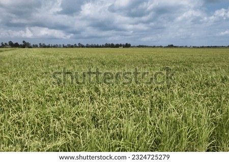 A rice field covers dozens of hectares in a privileged area in Europe for rice cultivation.
