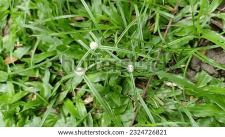 zoysia japonica grass grows in the garden