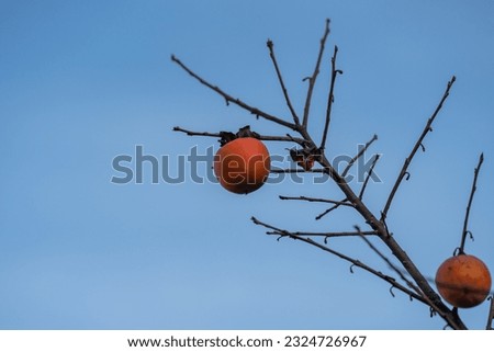 Tree branch with persimmon fruit without leaves on blue sky background. Space for text.