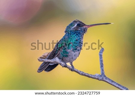 Beautiful and colorful hummingbird having a good time resting after a good meal