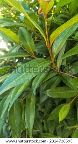 close-up photo of green ornamental plant leaves