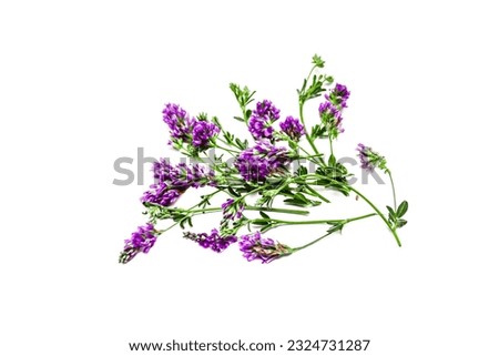 Bouquet of alfalfa plants with flowers on a white background.Forage grass for pets. Royalty-Free Stock Photo #2324731287