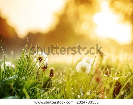 Fluffy dandelion flower in a park field at sunrise. Beautiful nature scene. Light and easy mood. Calm and warm atmosphere. Selective focus. Nobody. Royalty-Free Stock Photo #2324733355