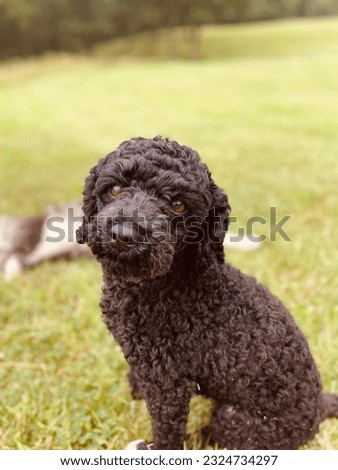 Toy Poodle picture outside playing
