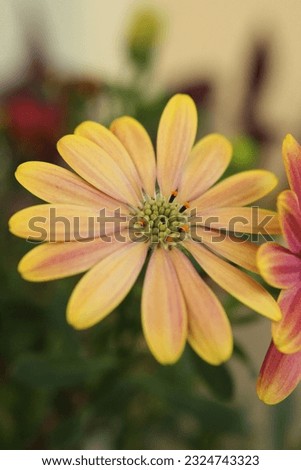 Macro flower photo with colorful background