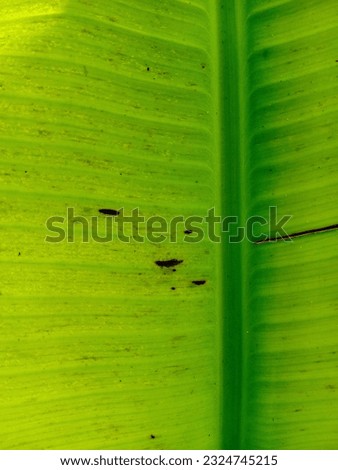 an exotic blend of banana leaf colors