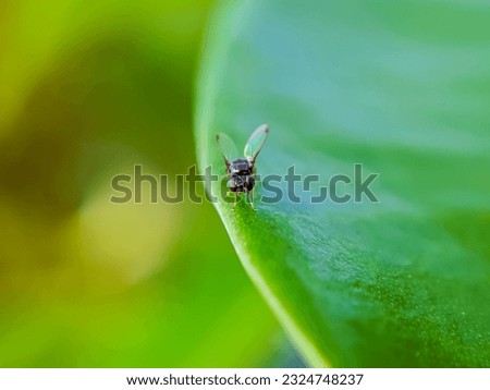 Macro close up of baby flies, fly, fly on a leaf
