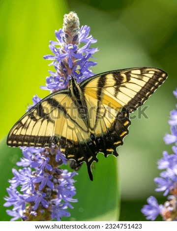 Tiger Swallowtail butterfly on a plant
