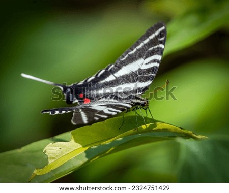 Tiger Swallowtail butterfly on a plant