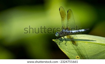 Various dragonfly around the pond
