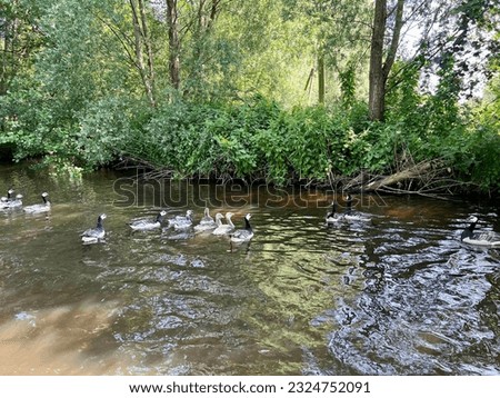 Giethoorn Nederland . Graceful Ducks by the Water