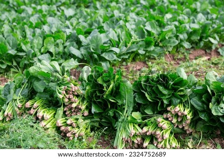 Bunches of ripe spinach on a farm field. High quality photo