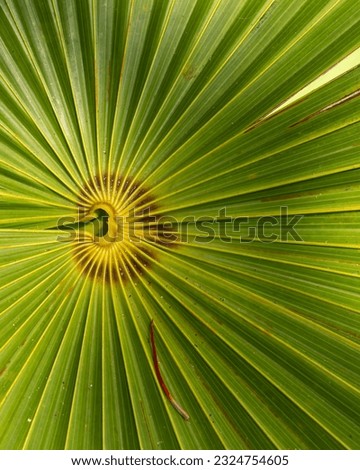Tropical plants and flower in Key West Florida