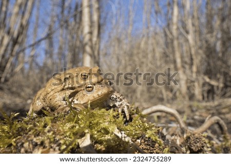 Toad migration (Bufo bufo), female transports male, Hesse, Germany