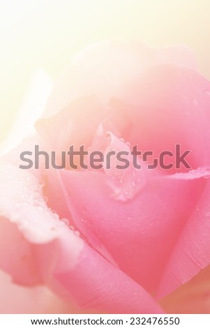 Sweet pink rose in soft style may use for background. Rose flower background.