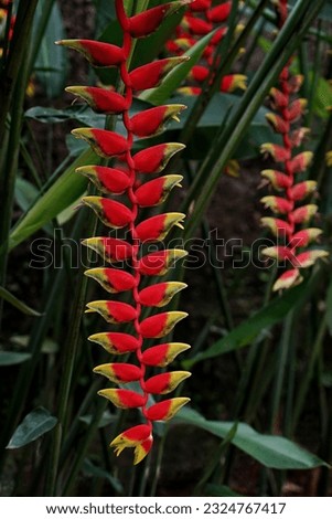 beautiful exotic tropical plant, Heliconia flowers  