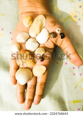 Name: Clamshell on Hand, Loaction: Noakhali, Bangladesh, Date: 29th July, 2023. This picture is a beauty of different clams that is on the hand.