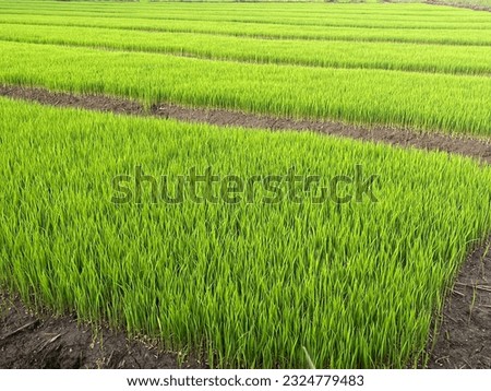 picture of wheat sprout farm Farmers plant seedlings in May every year.