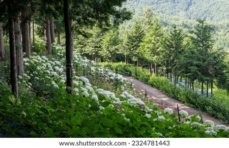 Beautiful hydrangea flowers blooming in the garden in the forest of cypress trees in Jerim Yoon