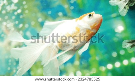 Vector Photo of colorful goldfish swimming in aquarium with clear water, looks very beautiful in hapitat in nature fauna
