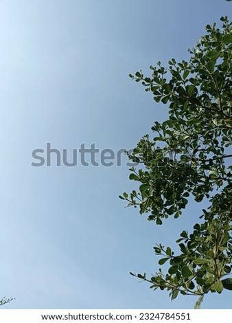 a photo of green tree leaves from below against a cool blue sky in the background 