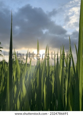 The beautiful afternoon in the rice fields shines