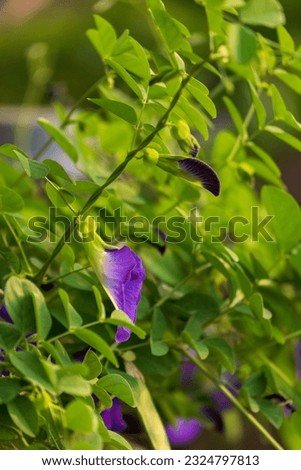 the purple flower that blooms on the garden fence