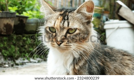 a picture of home cat