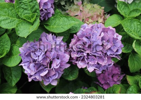 Hydrangea in purple color in yokohama japan garden