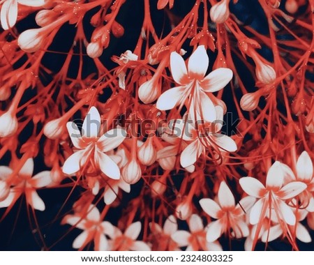 a stunning cluster of red pagoda flowers, perfect for the background
