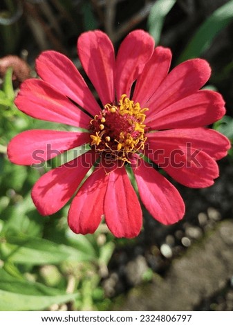 Zinia graceful or better known by the scientific name Zinnia elegans is one of the most famous annual flowering plants of the genus Zinia