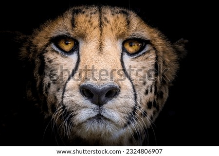 A close up portrait frontal of a cheetah's face with black background