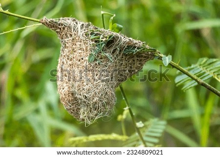 The nest of asian golden weaver 