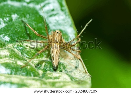 The link spider on green leaf