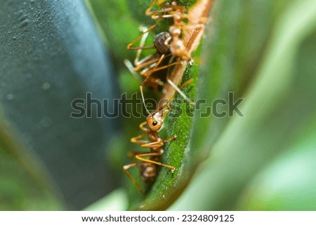 The group of red ants on the nest