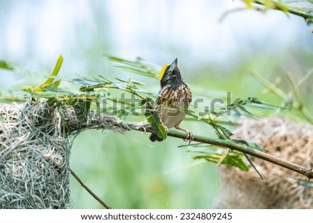 The Asian golden weaver on a branch