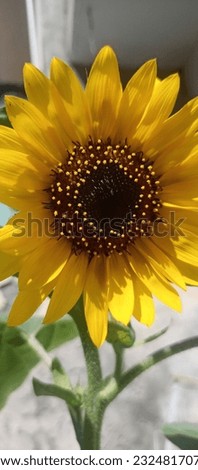 This is the picture of sunflower 