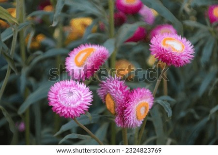 Paper Daisy is a herbaceous plant one year old The stems are erect and somewhat cylindrical.