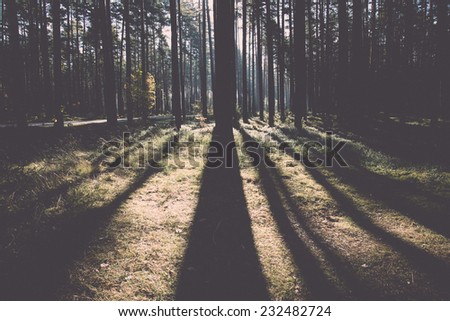 Morning sun beams in the autumn forest in latvia. Vintage photography effect.